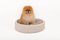 Natural Plaster Sami Dog Bed by Isabelle Beaumont for Atelier BB 2