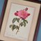 Pierre-Joseph Redouté, Roses, 1950s, Lithographs, Framed, Set of 2 12