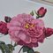 Pierre-Joseph Redouté, Roses, 1950s, Lithographs, Framed, Set of 2 6