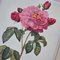 Pierre-Joseph Redouté, Roses, 1950s, Lithographs, Framed, Set of 2 4