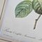 Pierre-Joseph Redouté, Roses, 1950s, Lithographs, Framed, Set of 2 24