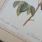 Pierre-Joseph Redouté, Roses, 1950s, Lithographs, Framed, Set of 2 19