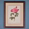 Pierre-Joseph Redouté, Roses, 1950s, Lithographs, Framed, Set of 2 10