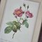 Pierre-Joseph Redouté, Roses, 1950s, Lithographs, Framed, Set of 2 9