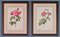 Pierre-Joseph Redouté, Roses, 1950s, Lithographs, Framed, Set of 2 1
