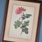 Pierre-Joseph Redouté, Roses, 1950s, Lithographs, Framed, Set of 2 3