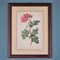 Pierre-Joseph Redouté, Roses, 1950s, Lithographs, Framed, Set of 2 5