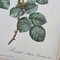 Pierre-Joseph Redouté, Roses, 1950s, Lithographs, Framed, Set of 2 9