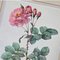 Pierre-Joseph Redouté, Roses, 1950s, Lithographs, Framed, Set of 2 7