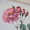 Pierre-Joseph Redouté, Roses, 1950s, Lithographs, Framed, Set of 2 11