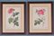 Pierre-Joseph Redouté, Roses, 1950s, Lithographs, Framed, Set of 2 1