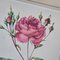 Pierre-Joseph Redouté, Roses, 1950s, Lithographs, Framed, Set of 2 14