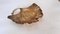 Skulpturaler Jugendstil Ginkgoblatt Catchall aus Poliertem Messing, 1970er 4
