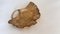 Skulpturaler Jugendstil Ginkgoblatt Catchall aus Poliertem Messing, 1970er 3