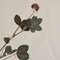 Swiss Herbarium Panels from École Dagriculture de Grangeneuve, 1920s, Set of 4 12