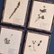 Swiss Herbarium Panels from École Dagriculture de Grangeneuve, 1920s, Set of 4 2