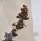 Swiss Herbarium Panels from École Dagriculture de Grangeneuve, 1920s, Set of 4 5