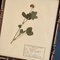 Swiss Herbarium Panels from École Dagriculture de Grangeneuve, 1920s, Set of 4 3