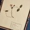 Swiss Herbarium Panels from École Dagriculture de Grangeneuve, 1920s, Set of 4 9