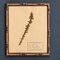 Swiss Herbarium Panels from École Dagriculture de Grangeneuve, 1920s, Set of 4 4