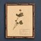 Swiss Herbarium Panels from École Dagriculture de Grangeneuve, 1920s, Set of 4 7