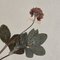 Swiss Herbarium Panels from École Dagriculture de Grangeneuve, 1920s, Set of 4 19