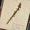 Swiss Herbarium Panels from École Dagriculture de Grangeneuve, 1920s, Set of 4 13