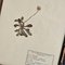 Swiss Herbarium Panels from École Dagriculture de Grangeneuve, 1920s, Set of 4 10