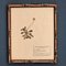 Swiss Herbarium Panels from École Dagriculture de Grangeneuve, 1920s, Set of 4 6