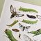 Karl Eckstein, Lepidoptera, 1915, Lithographs, Framed, Set of 3 14