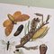 Karl Eckstein, Lepidoptera, 1915, Lithographs, Framed, Set of 3 4