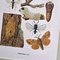 Karl Eckstein, Lepidoptera, 1915, Lithographs, Framed, Set of 3 8