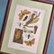 Karl Eckstein, Lepidoptera, 1915, Lithographs, Framed, Set of 3 15
