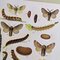 Karl Eckstein, Lepidoptera, 1915, Lithographs, Framed, Set of 3 10