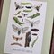 Karl Eckstein, Lepidoptera, 1915, Lithographs, Framed, Set of 3 9