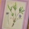 Anton Hartinger, Flora Alpina, 1897, Lithographs, Framed, Set of 4 10