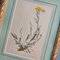Anton Hartinger, Flora Alpina, 1897, Lithographs, Framed, Set of 4 4