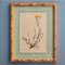 Anton Hartinger, Flora Alpina, 1897, Lithographs, Framed, Set of 4 5