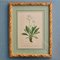 Anton Hartinger, Flora Alpina, 1897, Lithographs, Framed, Set of 4 2
