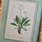 Anton Hartinger, Flora Alpina, 1897, Lithographs, Framed, Set of 4 12