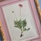 Anton Hartinger, Flora Alpina, 1897, Lithographs, Framed, Set of 4 18