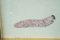 John Ratner, Insect, Oil Painting on Paper, 20th Century, Image 7