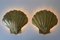 Mid-Century Large Brass Shell Sconces by Hans Möller 1960s, Set of 2, Image 2
