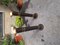 Pots de Fleurs en Laiton Laqué Noir, 1950s, Set de 2 9