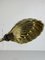 Midcentury Modern Marble and Brass Gooseneck Clam Shell Desk Lamp by Tommaso Barbi, 1970s, Image 7
