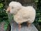 Wool Lamb by Hanns Peter Krafft, Germany, 1970s 3
