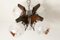 Murano Glass and Teak Chandelier from Mazzega, 1960s, Image 3