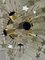 Murano Glass Tube Star Chandelier, 1970s, Set of 2 4
