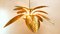 Brass Palm Pendant Light, Image 12