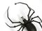 Italian Mid-Century Modern Spider Wall Decoration in Iron, 1950s 8